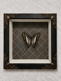 Butterfly shadow box