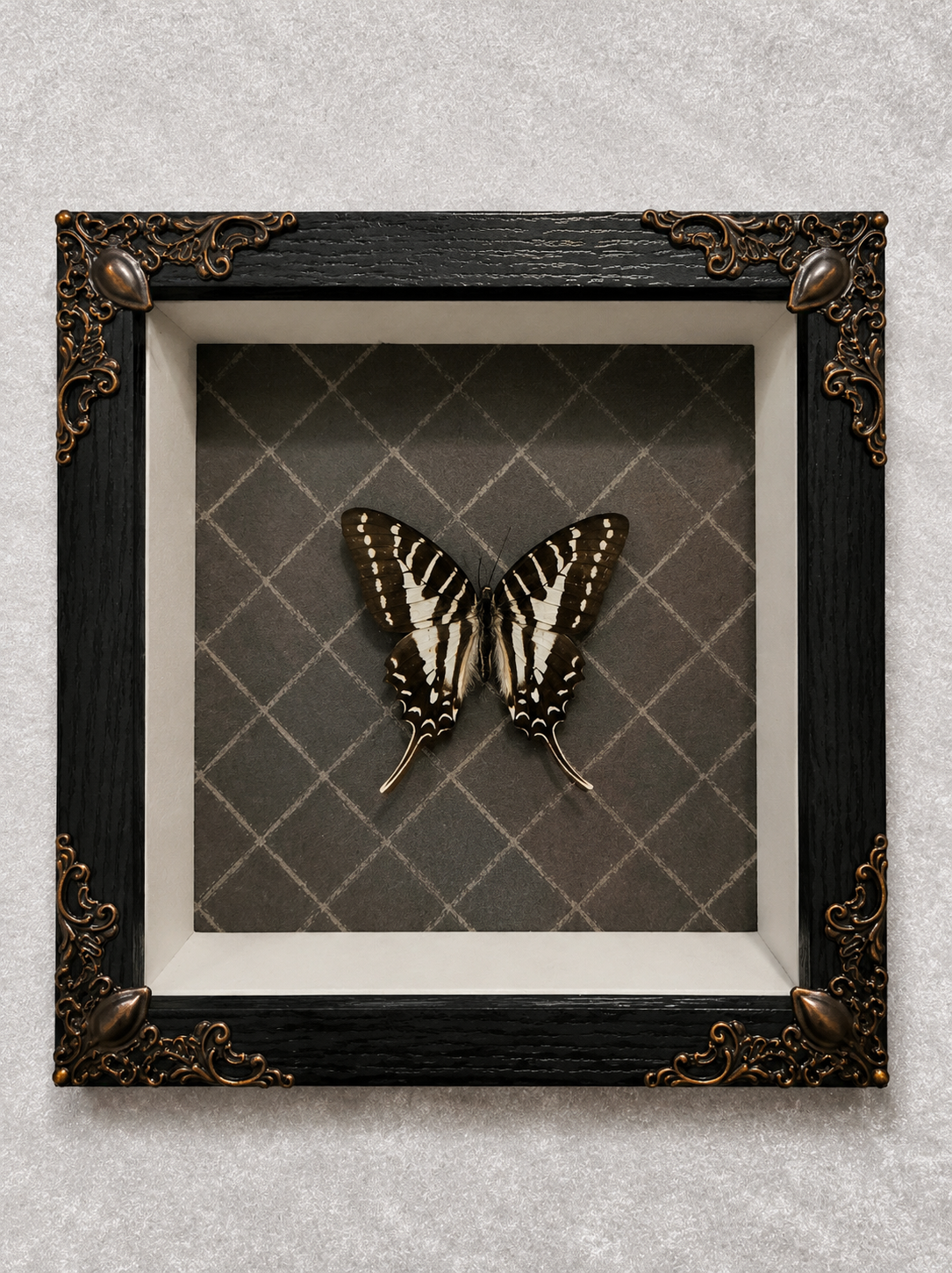 Butterfly shadow box