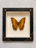 Butterfly shadow box
