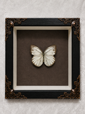 Butterfly shadow box
