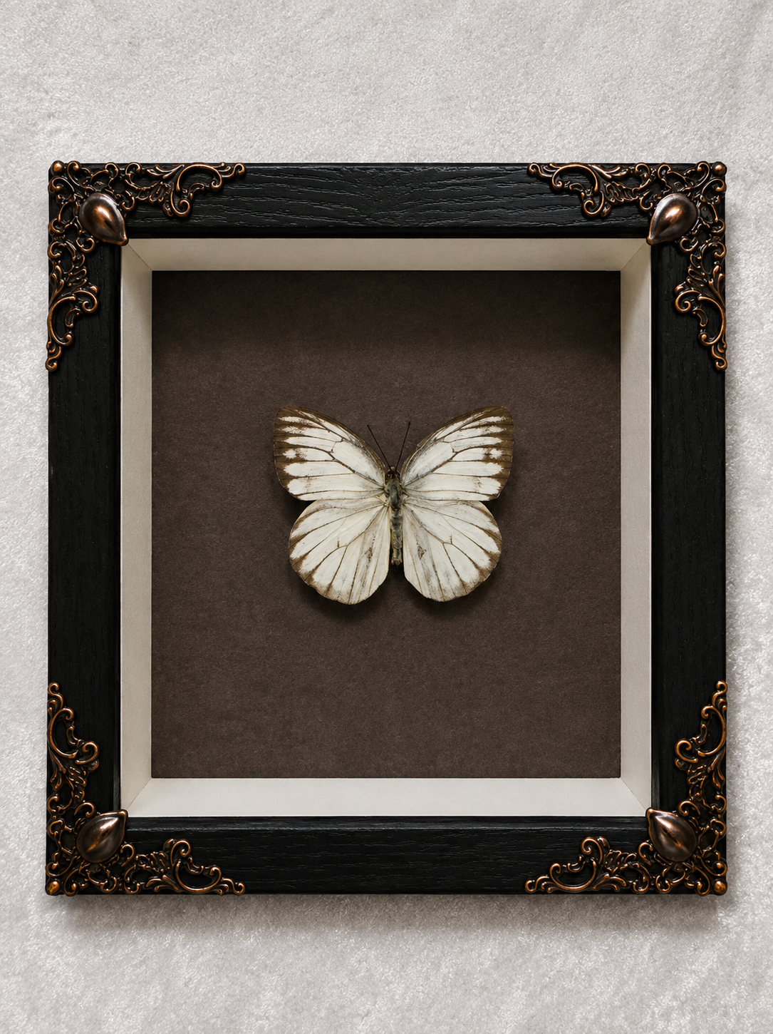 Butterfly shadow box