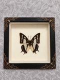 Butterfly shadow box