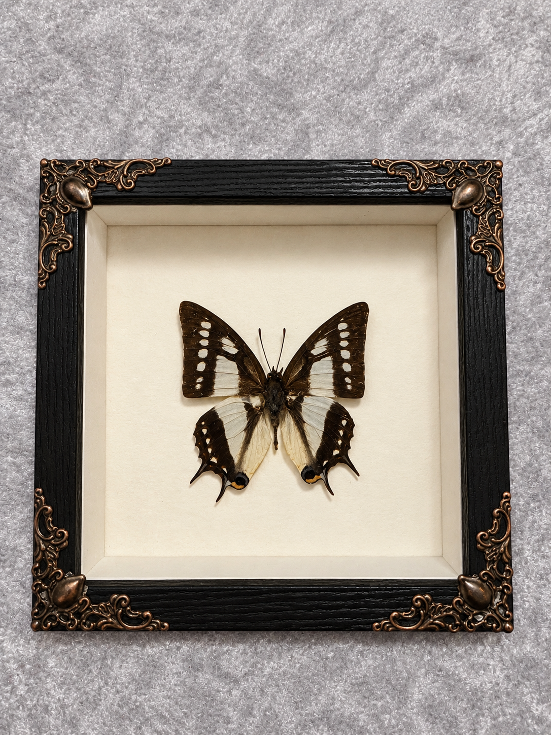 Butterfly shadow box