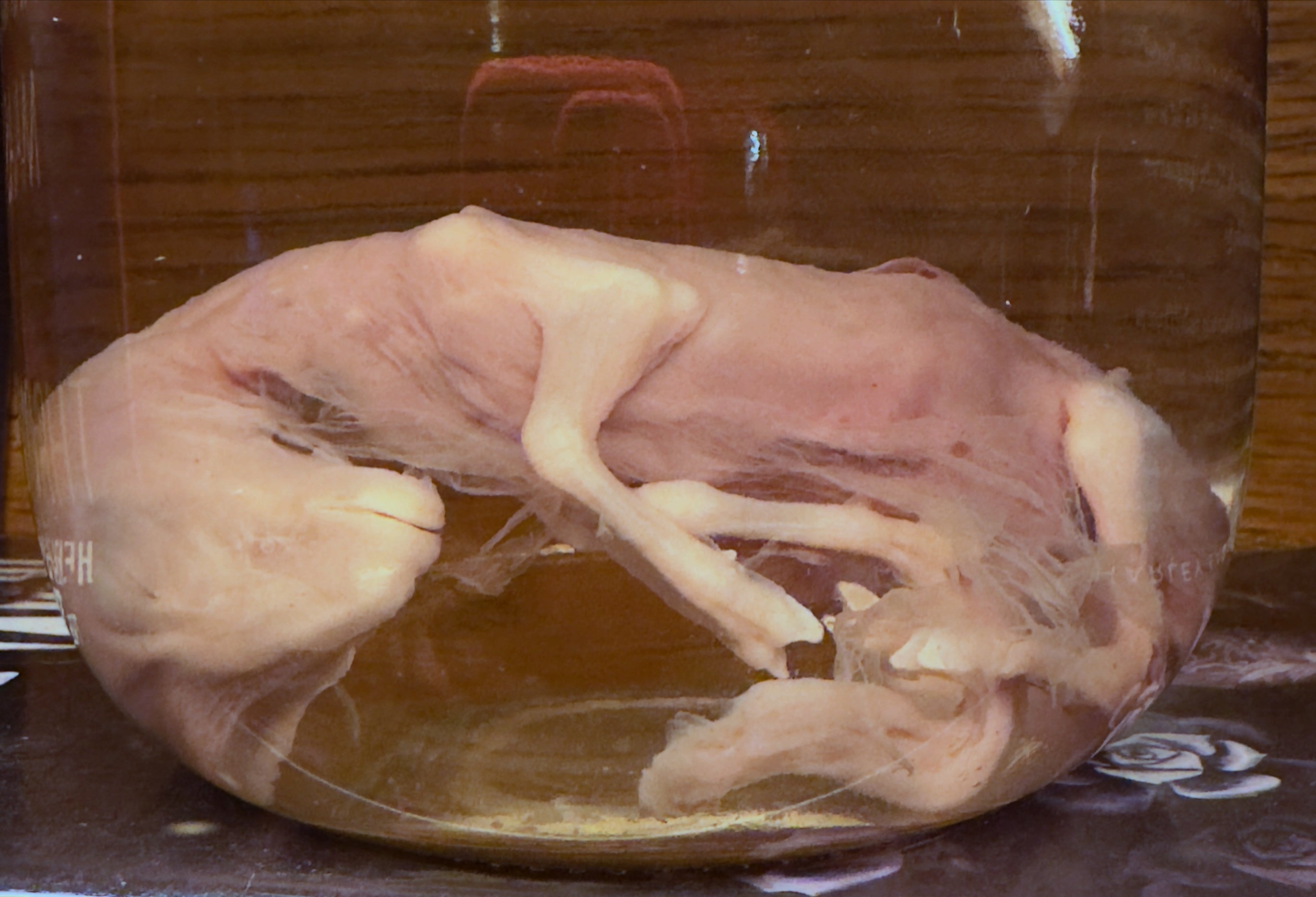 Preserved Fetal Lamb Wet Specimen — Authentic Anatomical Oddity