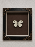 Butterfly shadow box