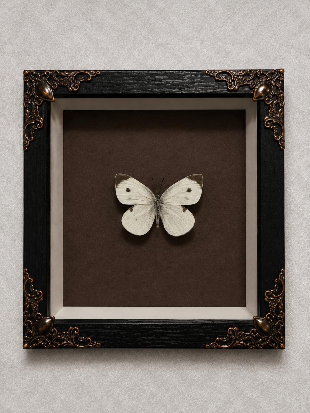 Butterfly shadow box