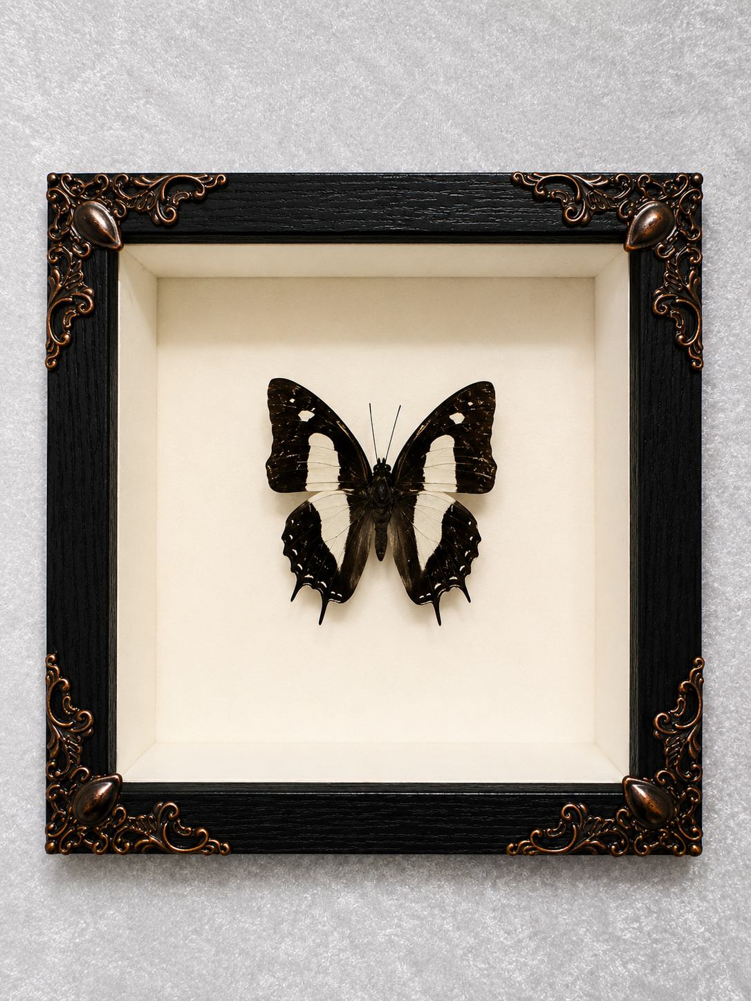 Butterfly shadow box