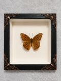 Butterfly shadow box