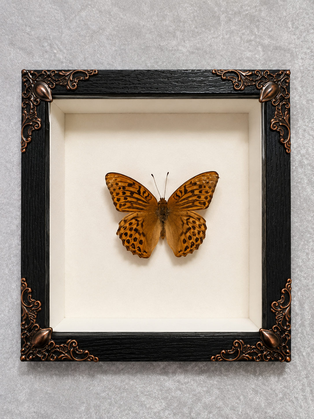 Butterfly shadow box