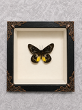 Butterfly shadow box
