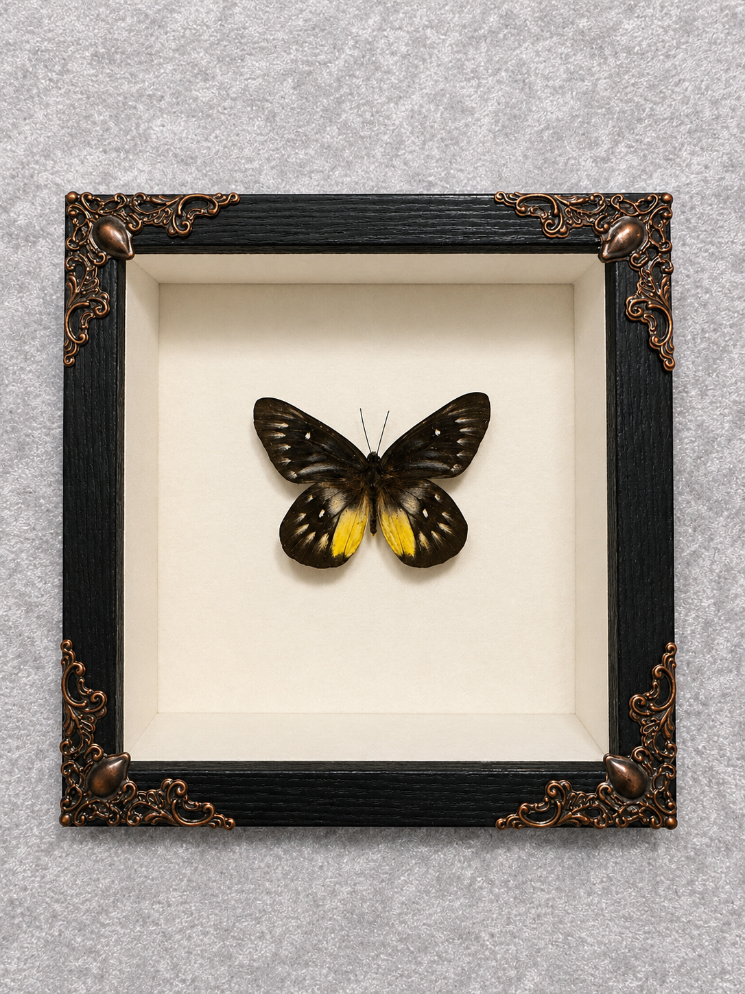 Butterfly shadow box