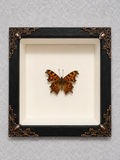 Butterfly shadow box