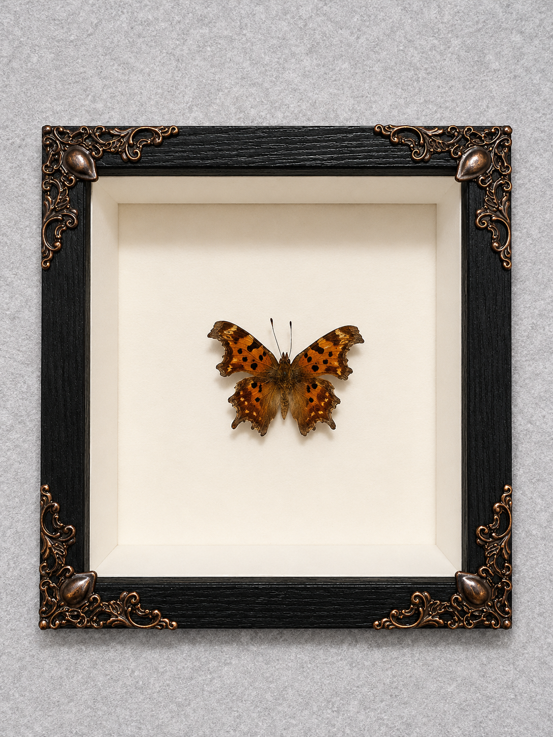 Butterfly shadow box