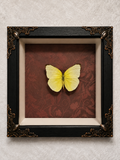 Butterfly shadow box