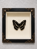 Butterfly shadow box