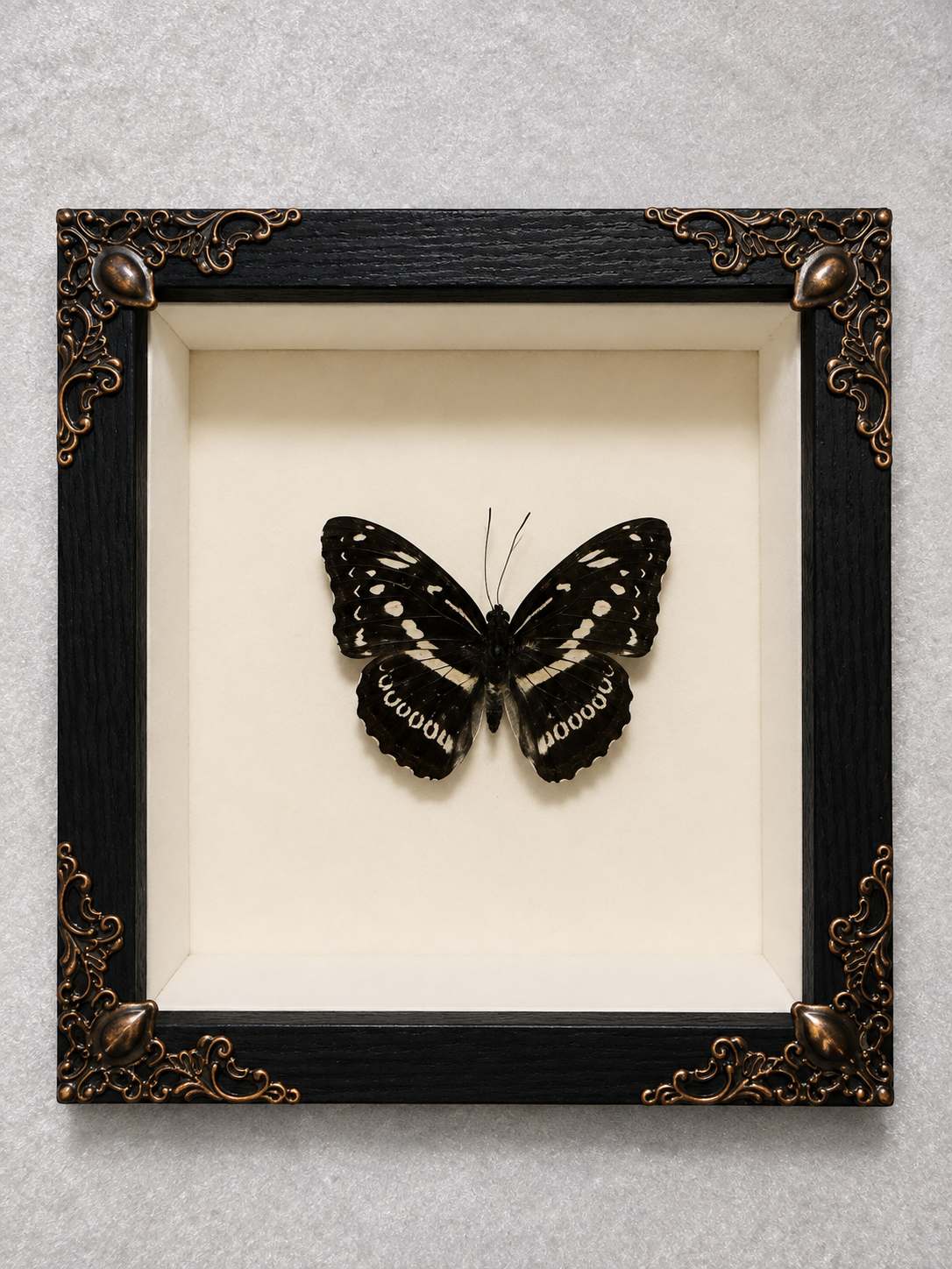 Butterfly shadow box