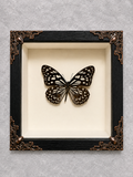 Butterfly shadow box