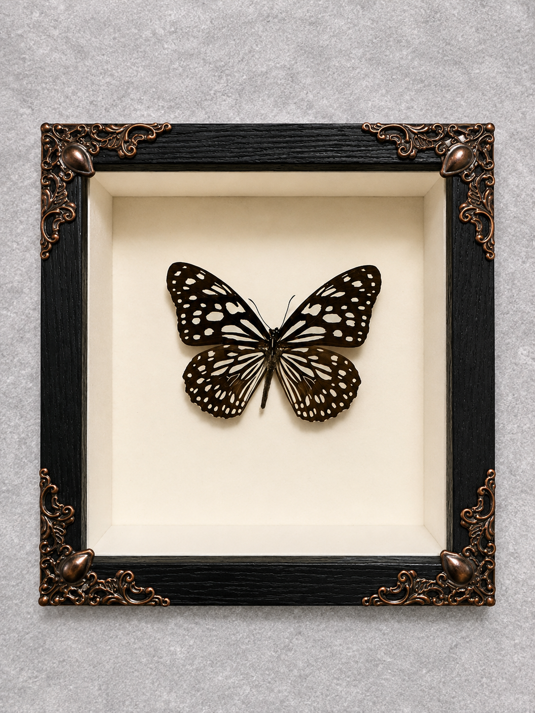 Butterfly shadow box