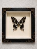Butterfly shadow box