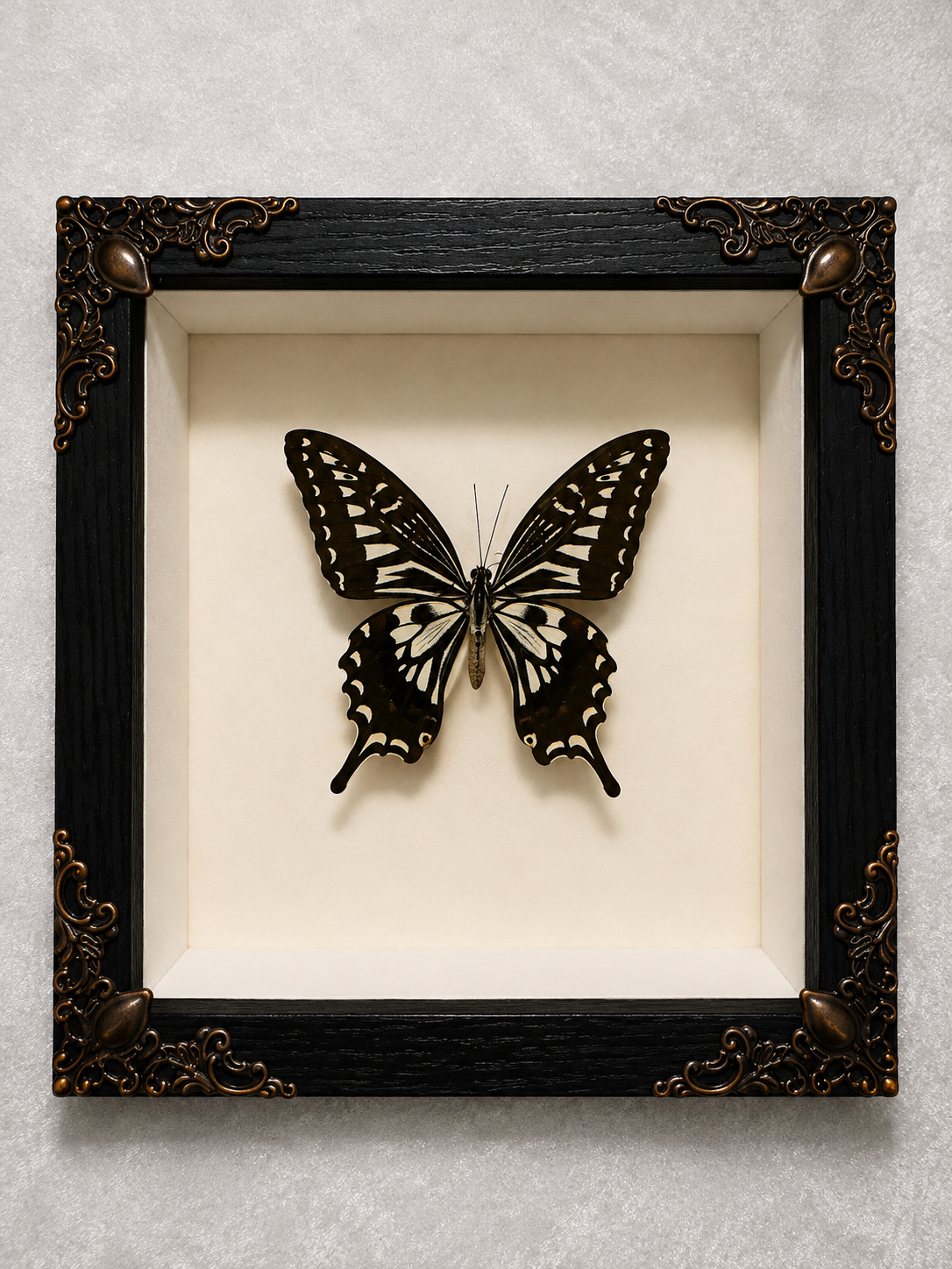 Butterfly shadow box