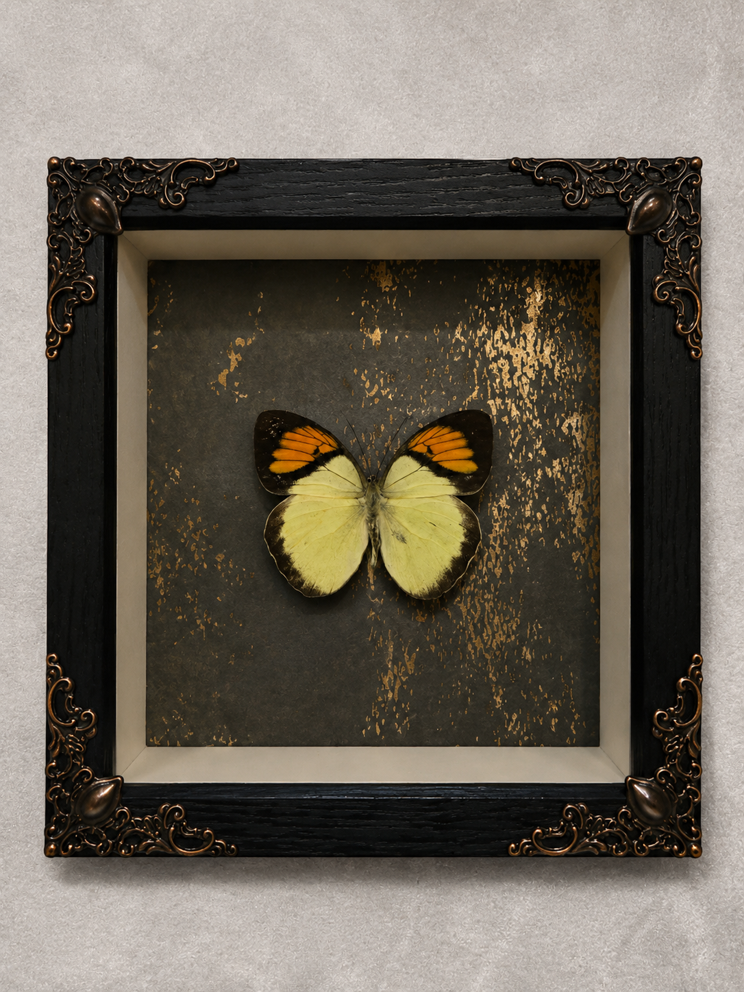 Butterfly shadow box