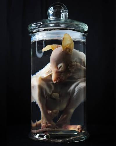 Wet Specimens