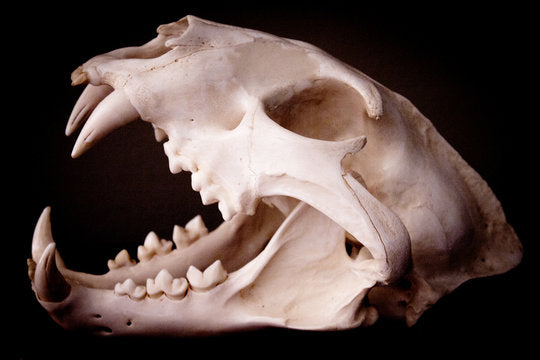 Animal skulls and Bones