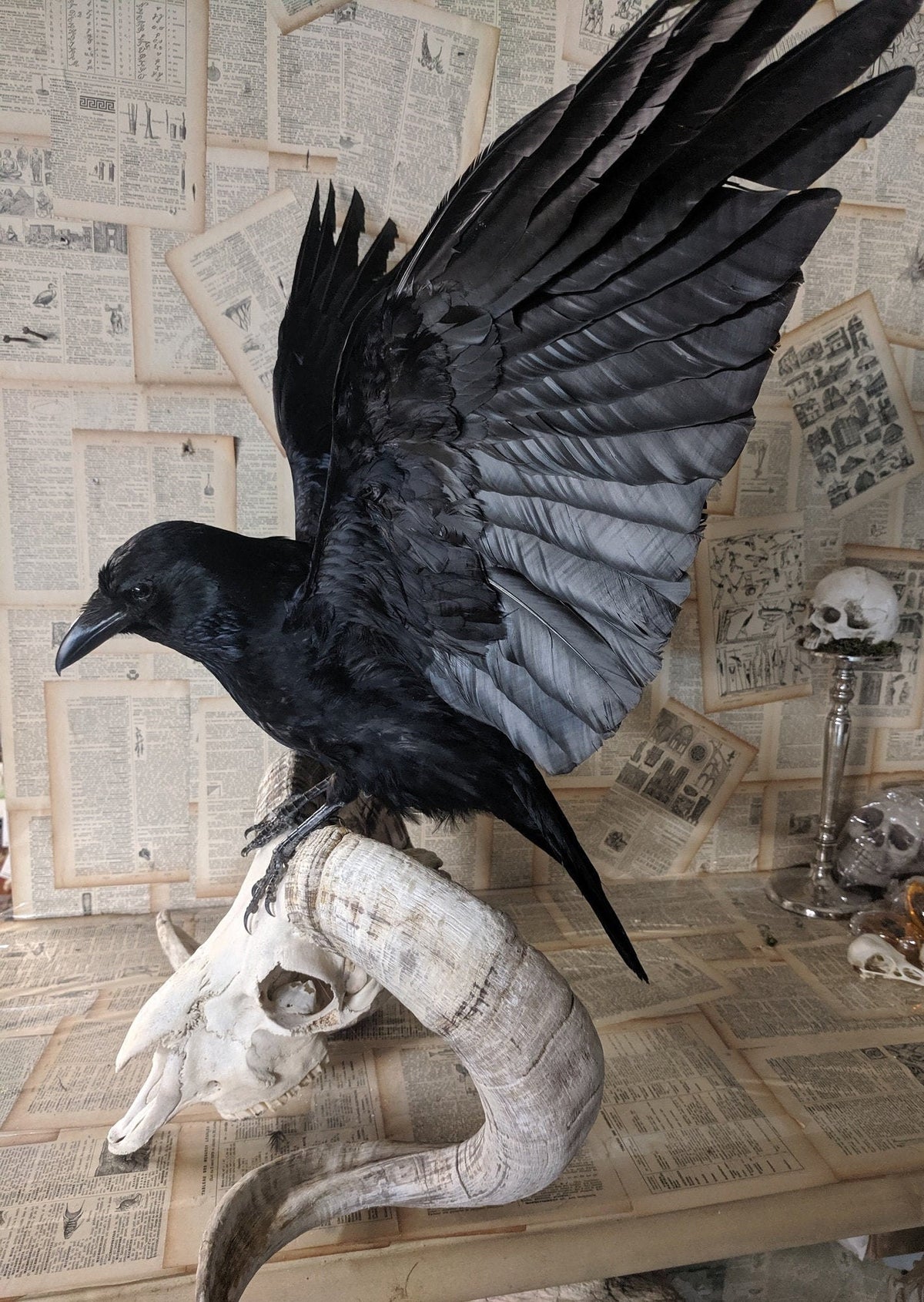 Taxidermy