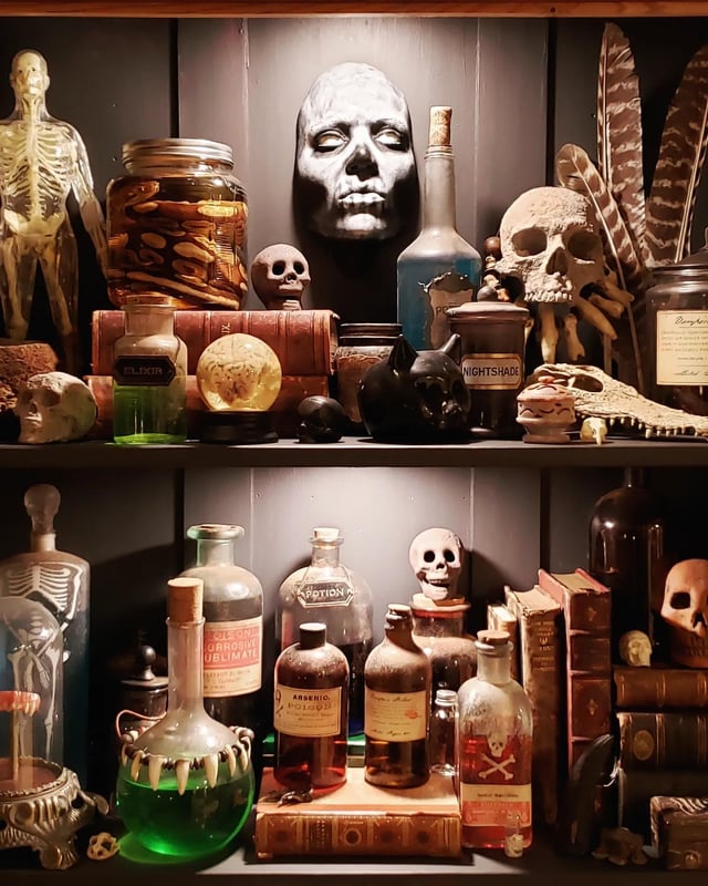 Oddities curiosities and everything in between
