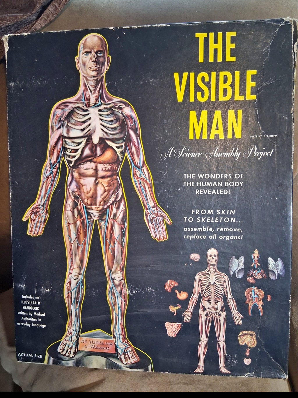 Antique 1950 -The Visible Man model