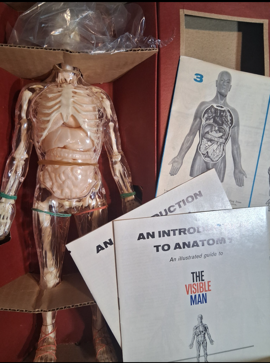 Antique 1950 -The Visible Man model