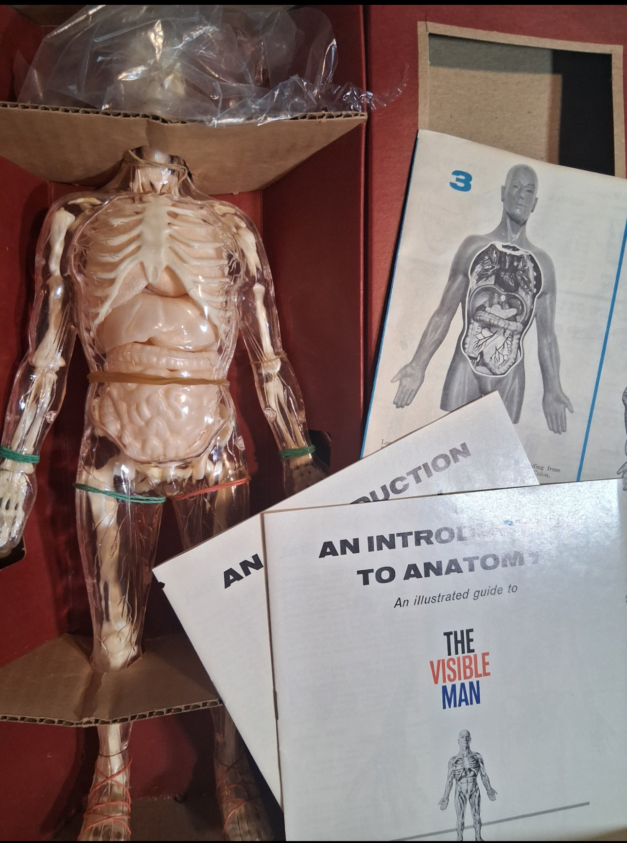 Antique 1950 -The Visible Man model