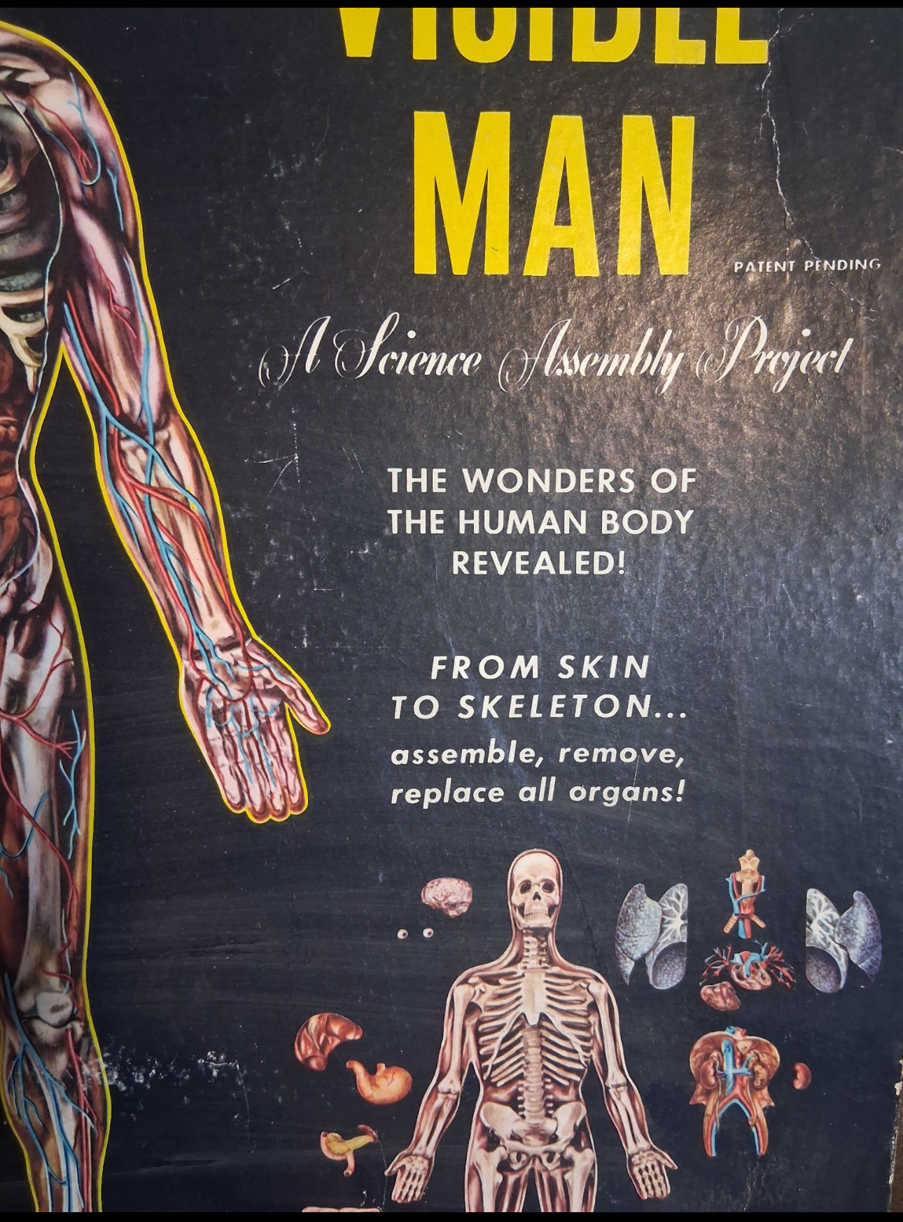 Antique 1950 -The Visible Man model