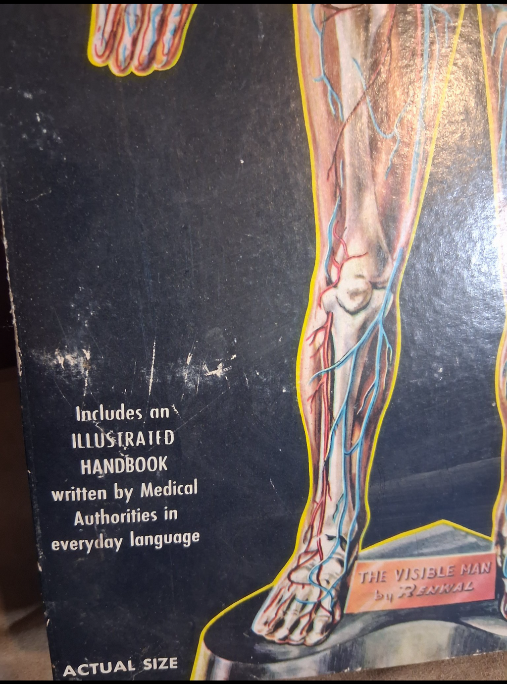 Antique 1950 -The Visible Man model