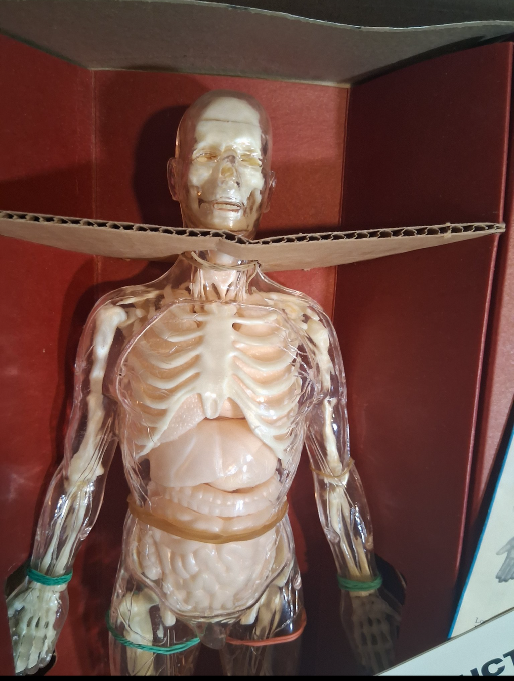 Antique 1950 -The Visible Man model