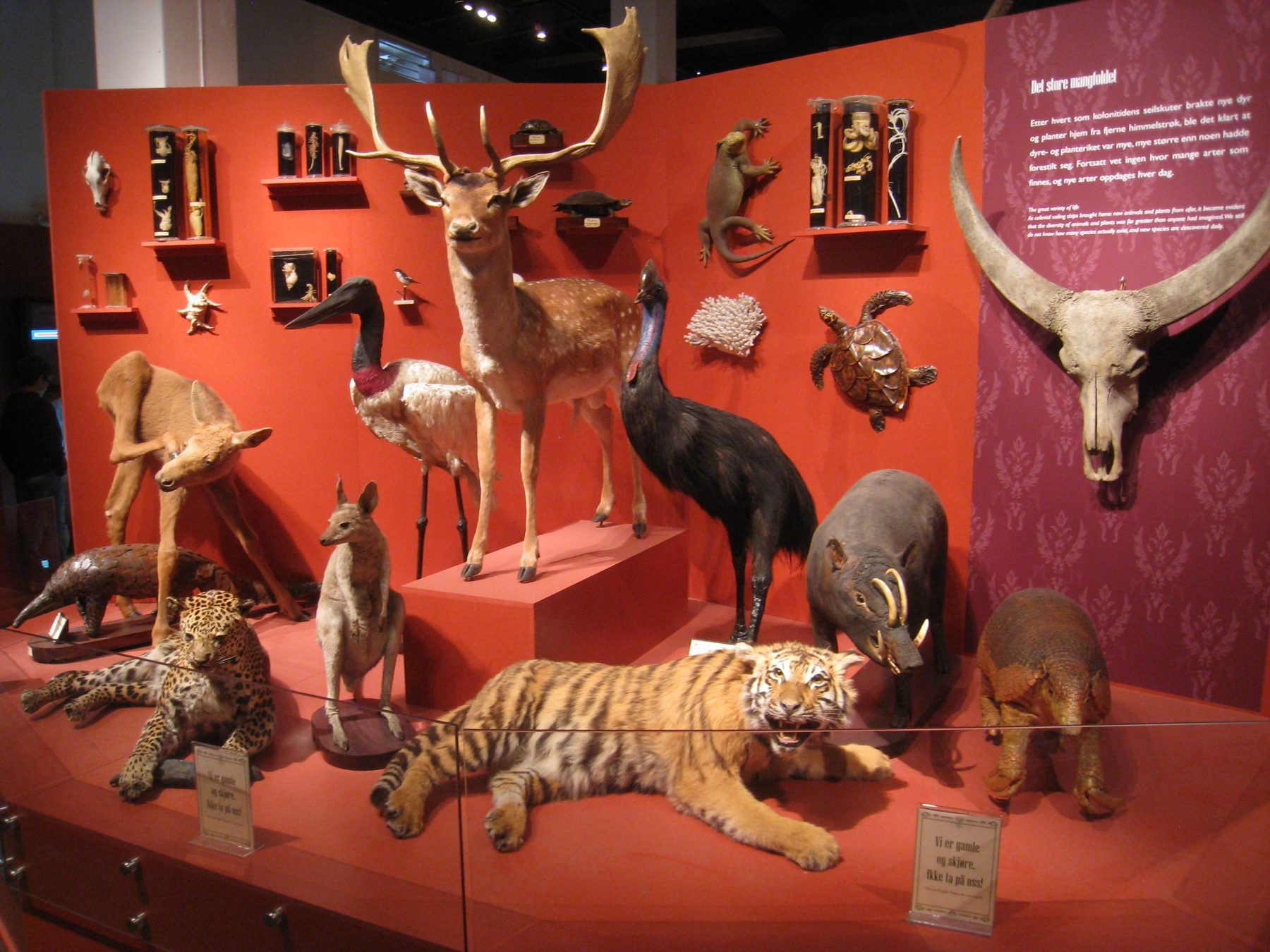 Natural history curiosities display