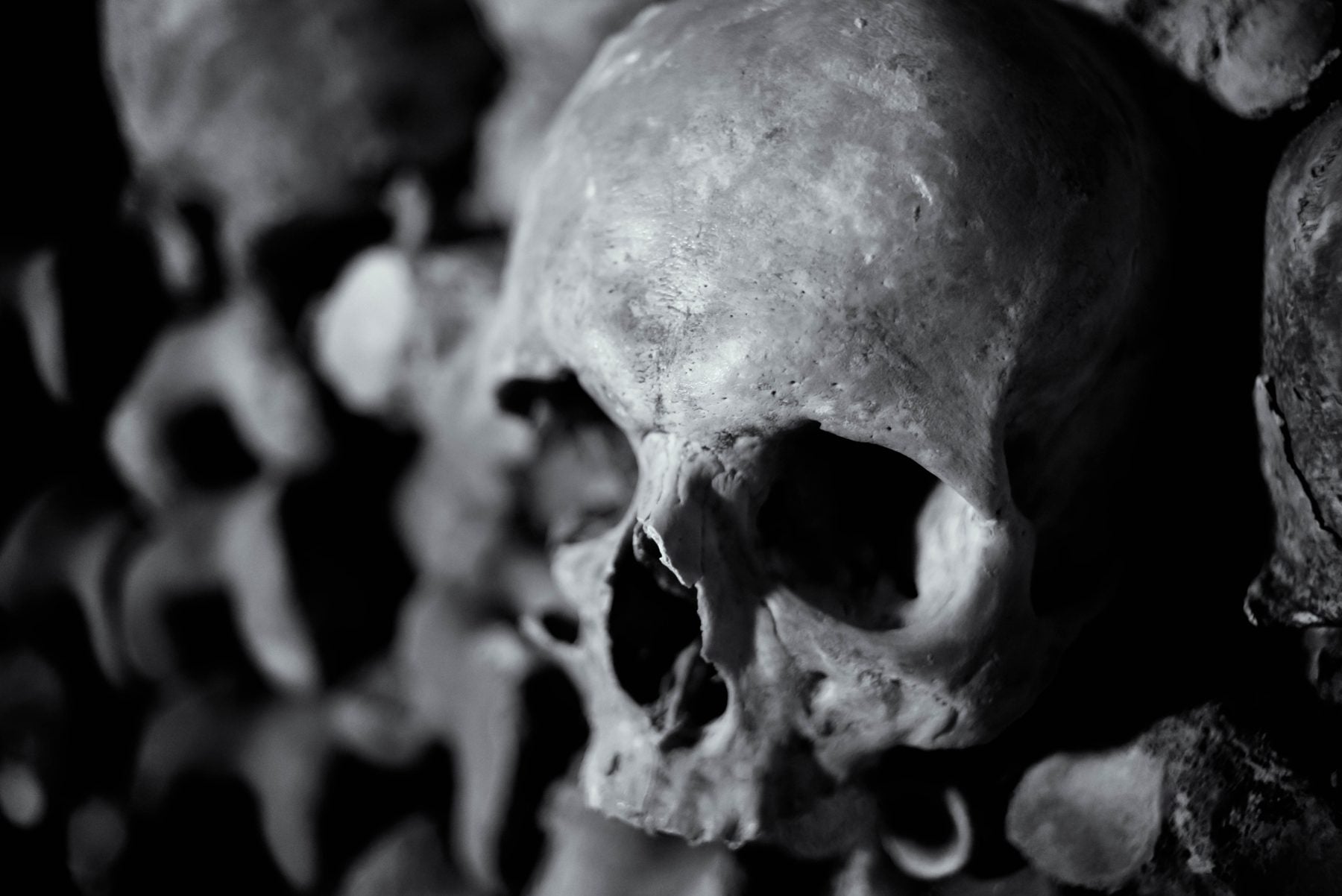 Historic skull display
